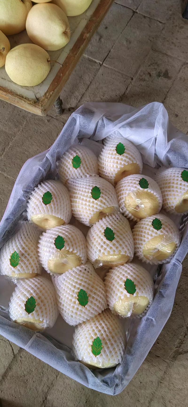 陕西渭南大荔酥梨纸袋200~250g，大量现货供应