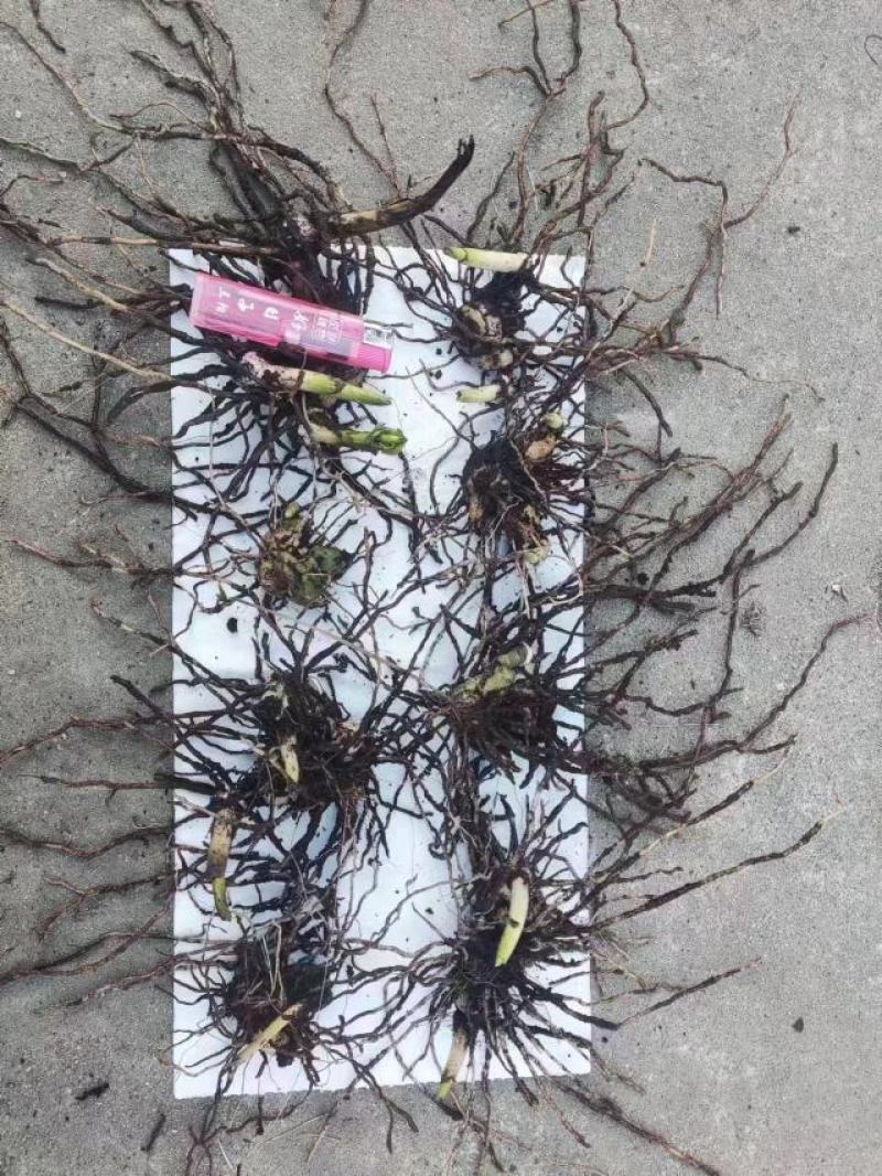 露天紫花三叉大白芨苗批发