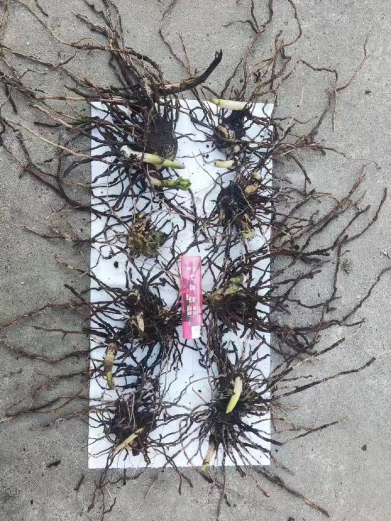 露天紫花三叉大白芨苗批发