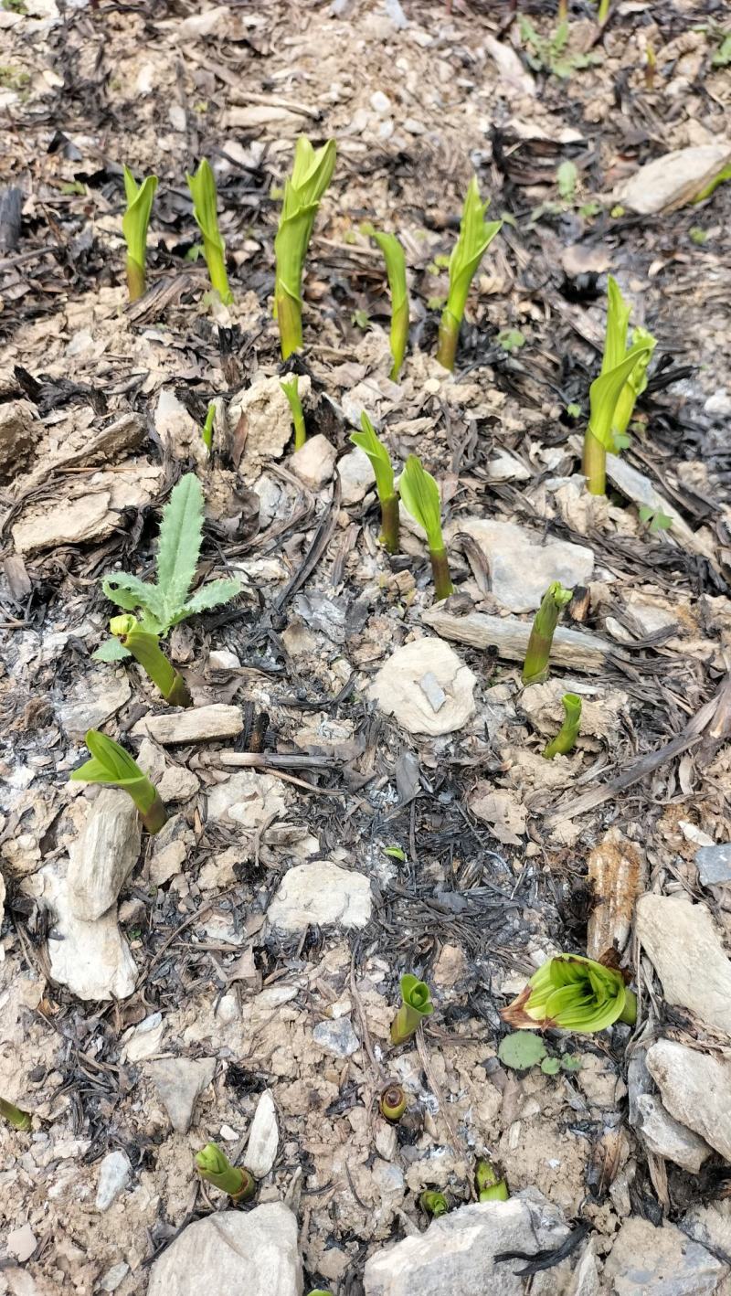 露天紫花三叉大白芨苗批发
