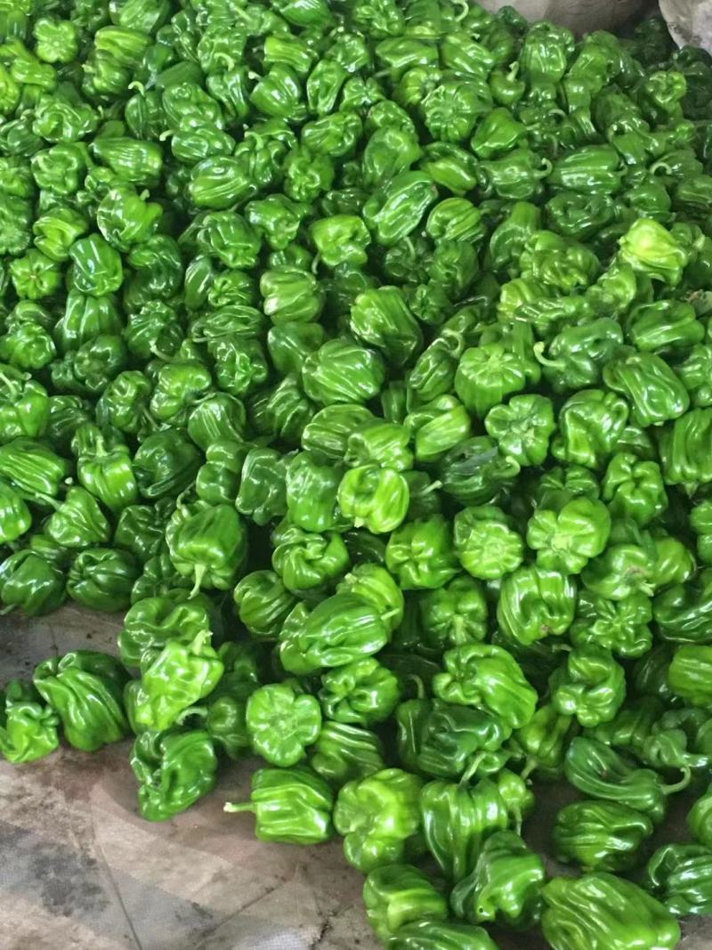 麻辣皱皮圆椒