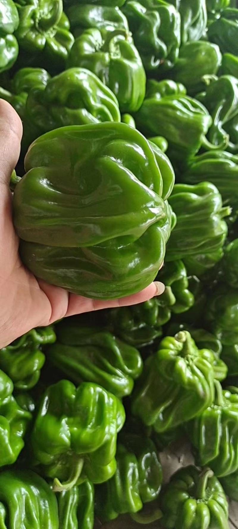 麻辣皱皮圆椒