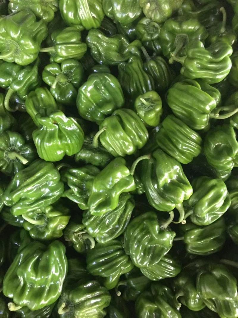 麻辣皱皮圆椒