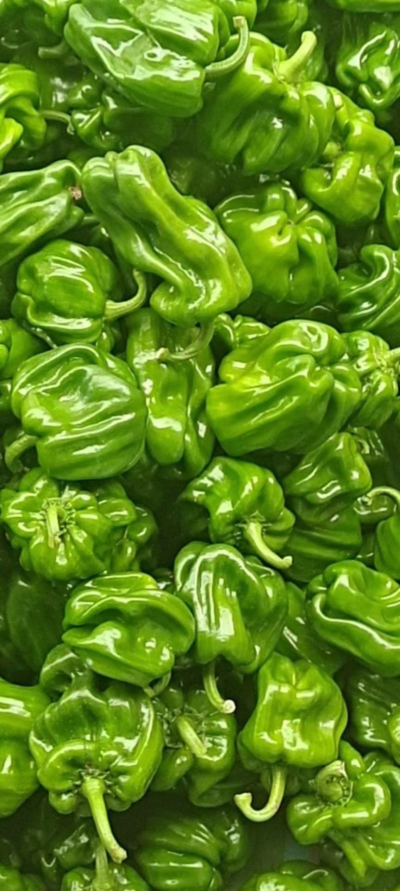 麻辣皱皮圆椒