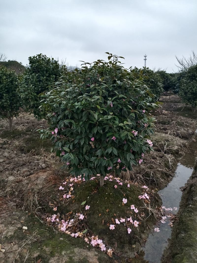 【美人茶】浙江萧山绿化苗基地货源/规格多样/量大从优