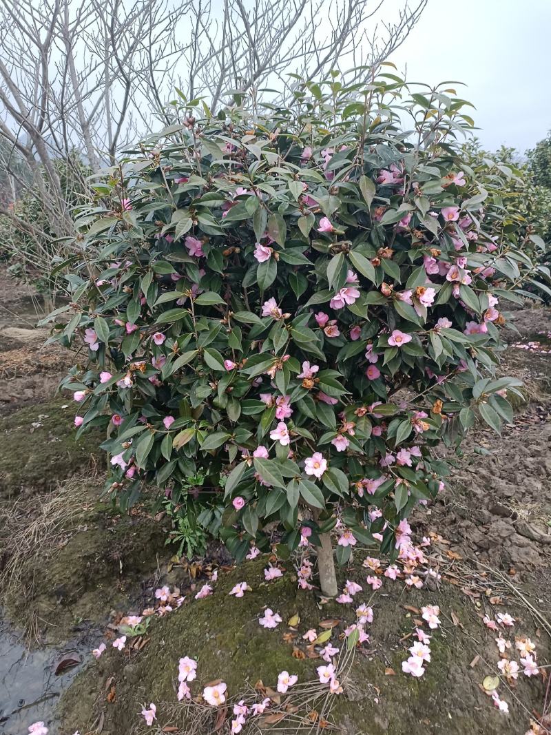 【美人茶】浙江萧山绿化苗基地货源/规格多样/量大从优