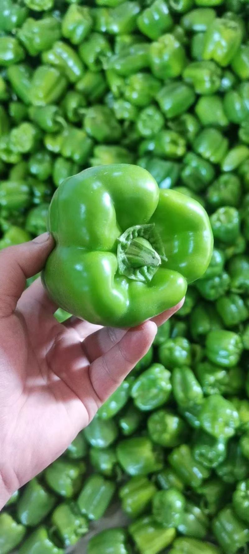 青椒