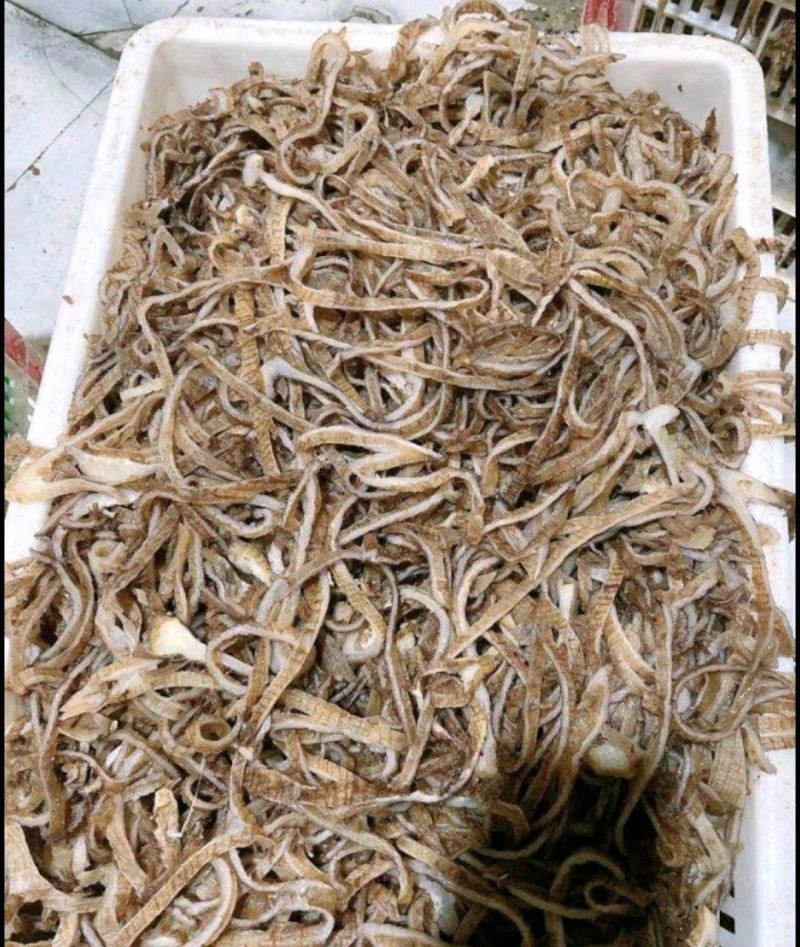 毛肚底板丝净底板梗子黑色白色整块都有商超酒用厂家接单合作