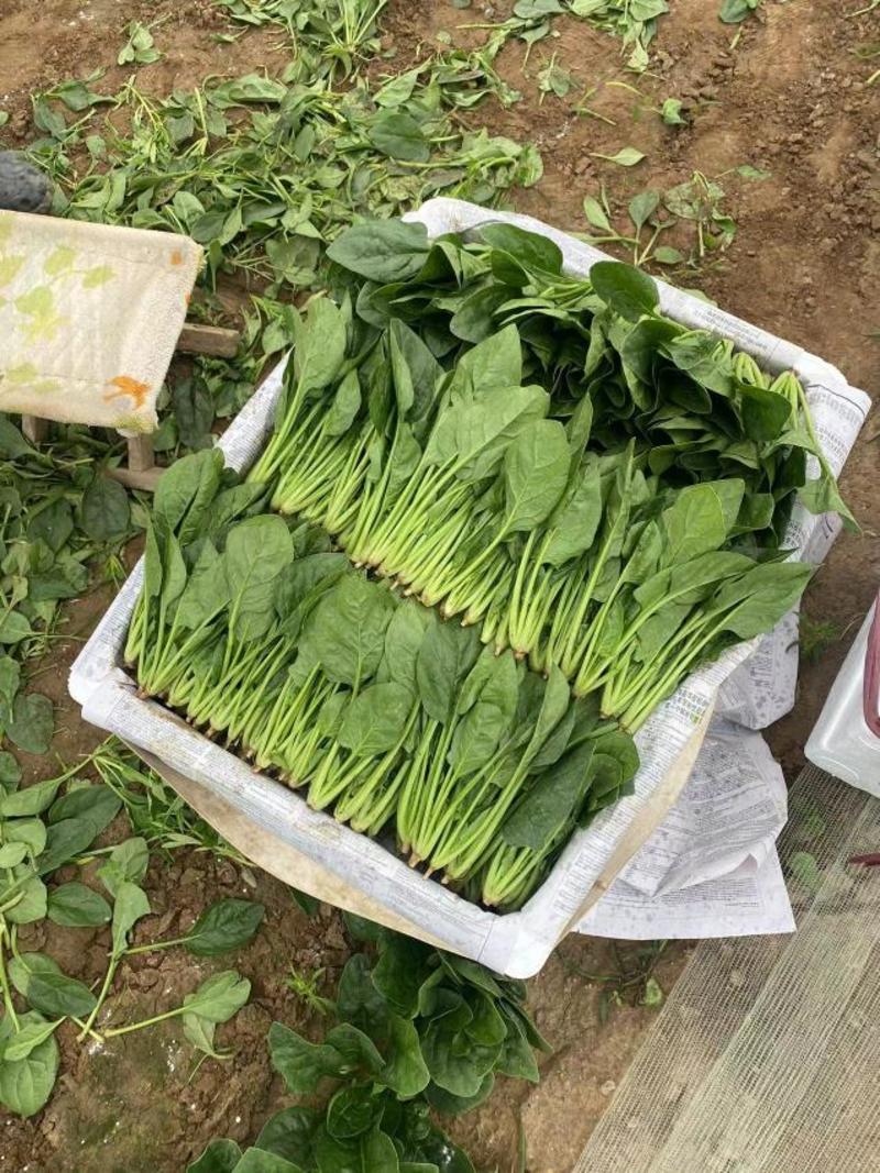 山东淄博高青县菠菜打捆精品装菠菜原产地大量有货