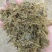 黄储窖散装大量现货