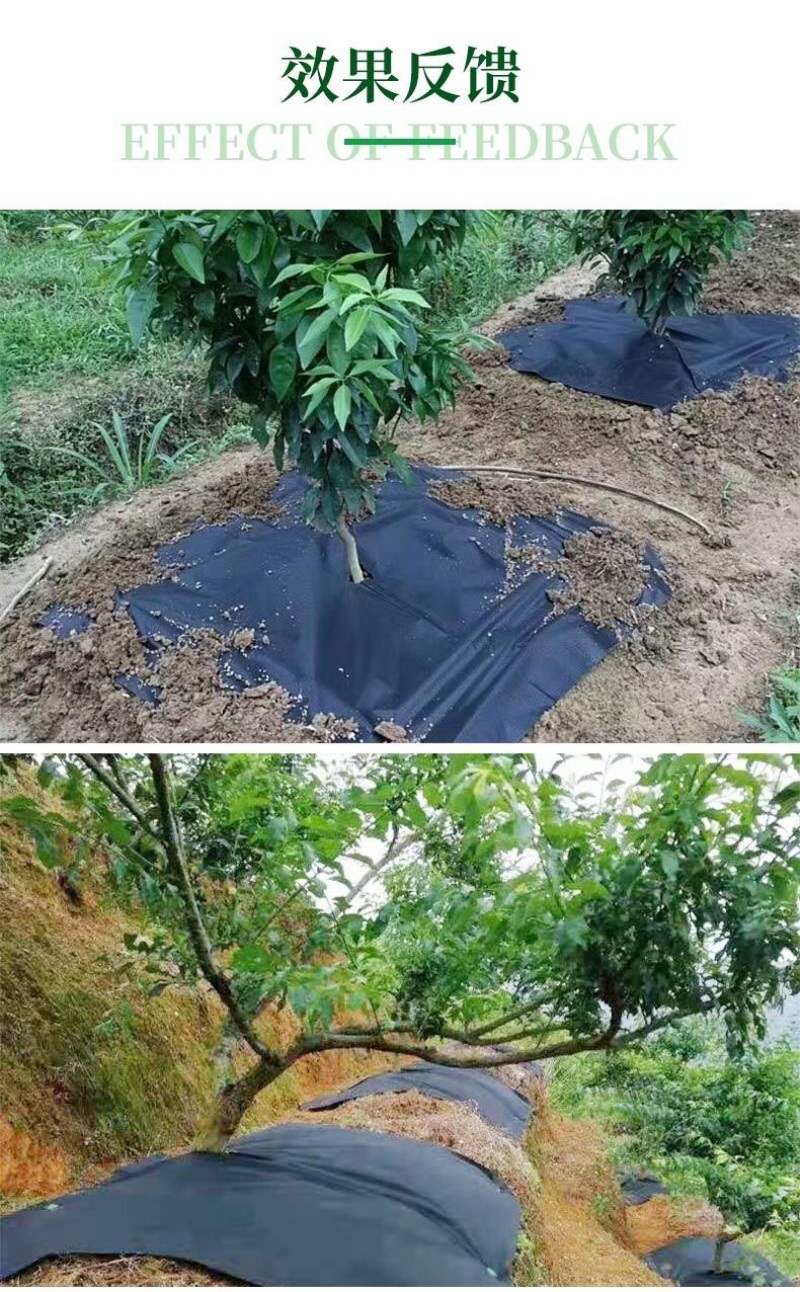 柑橘防草布黑色除草布可降解防草布透水透气保湿除草地膜包邮