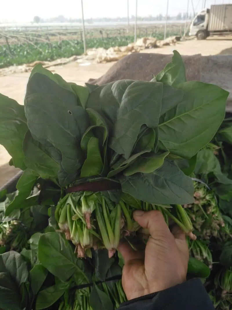 【热卖】大叶菠菜质量保障各种规格产地直发对接全国市场