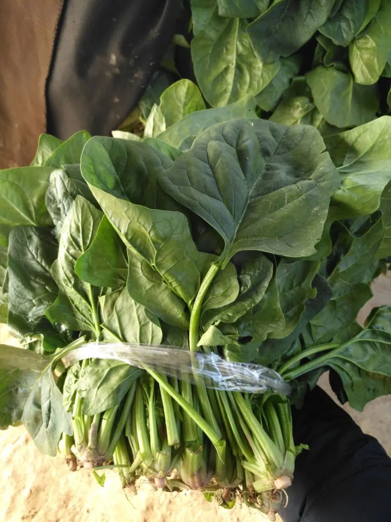 【热卖】大叶菠菜质量保障各种规格产地直发对接全国市场