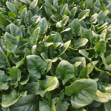 【热卖】大叶菠菜质量保障各种规格产地直发对接全国市场
