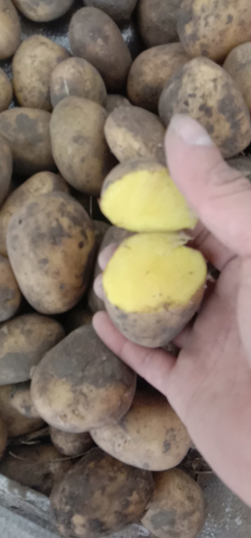 山东滕州秋季荷兰十五脱毒，二级黄皮黄心的一级土豆种子