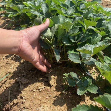 建德红草莓苗越秀草莓苗甜查理草莓苗冷藏箱加冰发货