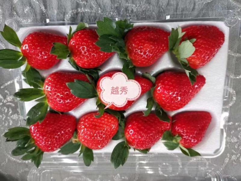 建德红草莓苗越秀草莓苗甜查理草莓苗冷藏箱加冰发货