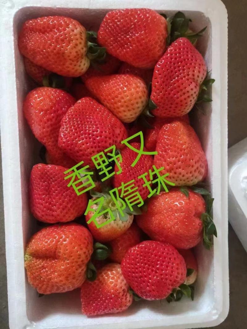 建德红草莓苗越秀草莓苗甜查理草莓苗冷藏箱加冰发货