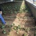 建德红草莓苗越秀草莓苗甜查理草莓苗冷藏箱加冰发货