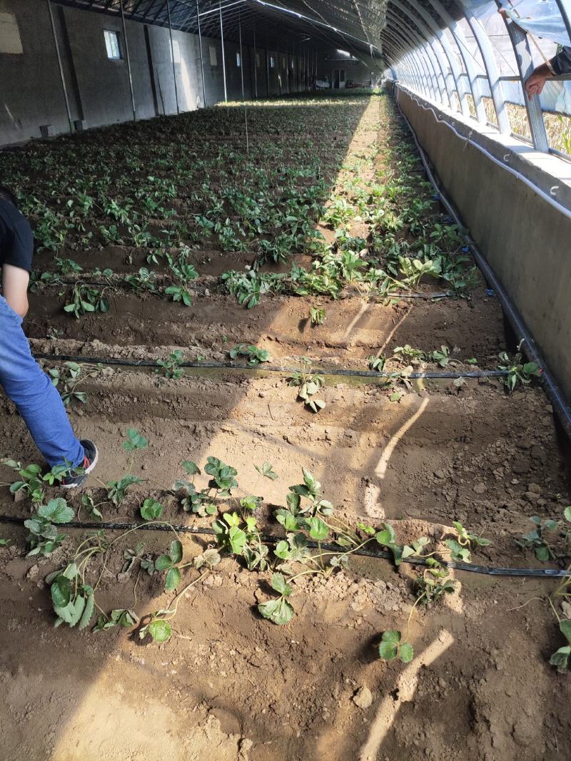 建德红草莓苗越秀草莓苗甜查理草莓苗冷藏箱加冰发货