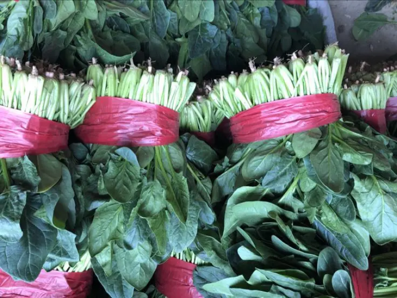 【热卖】大叶菠菜质量保障各种规格产地直发对接全国市场