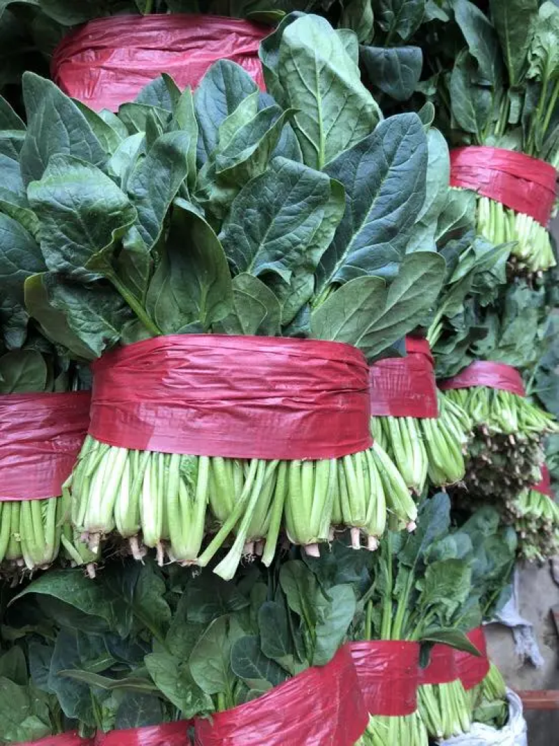 【热卖】大叶菠菜质量保障各种规格产地直发对接全国市场