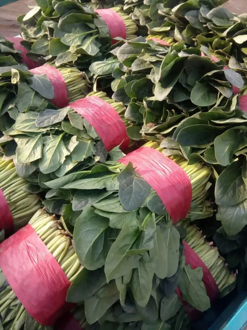 【热卖】大叶菠菜质量保障各种规格产地直发对接全国市场