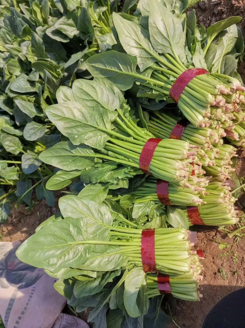 【热卖】大叶菠菜质量保障各种规格产地直发对接全国市场