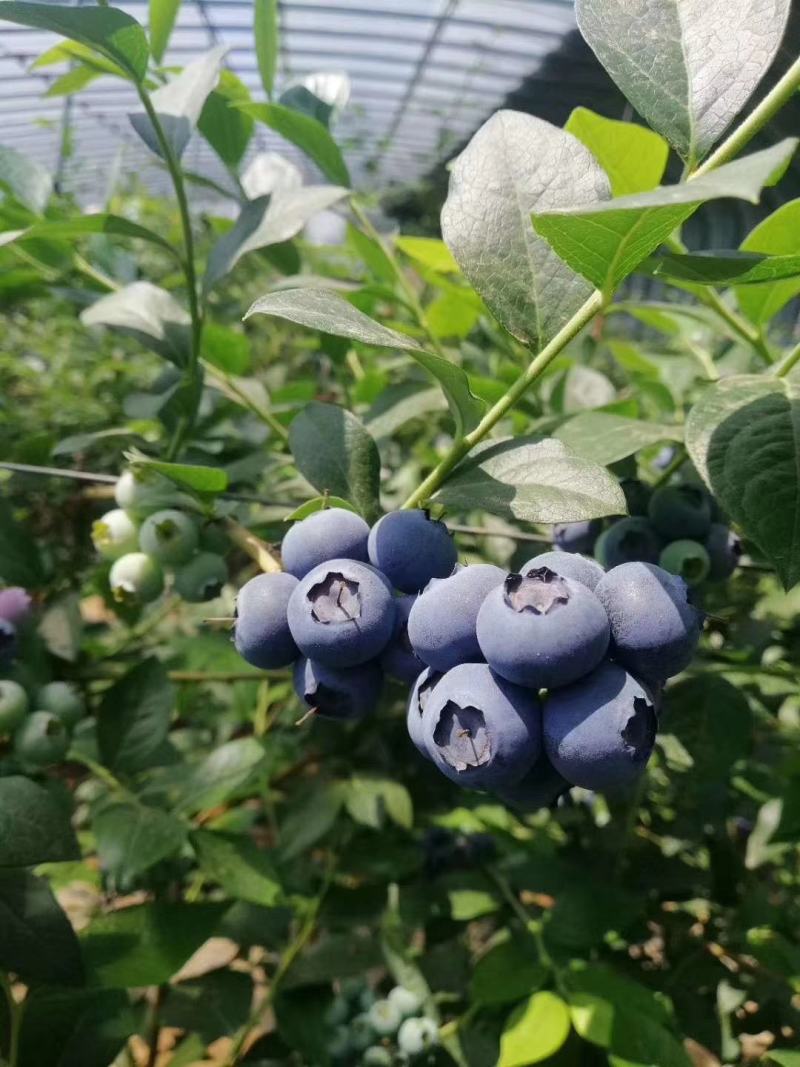 烟台大樱桃，蓝莓