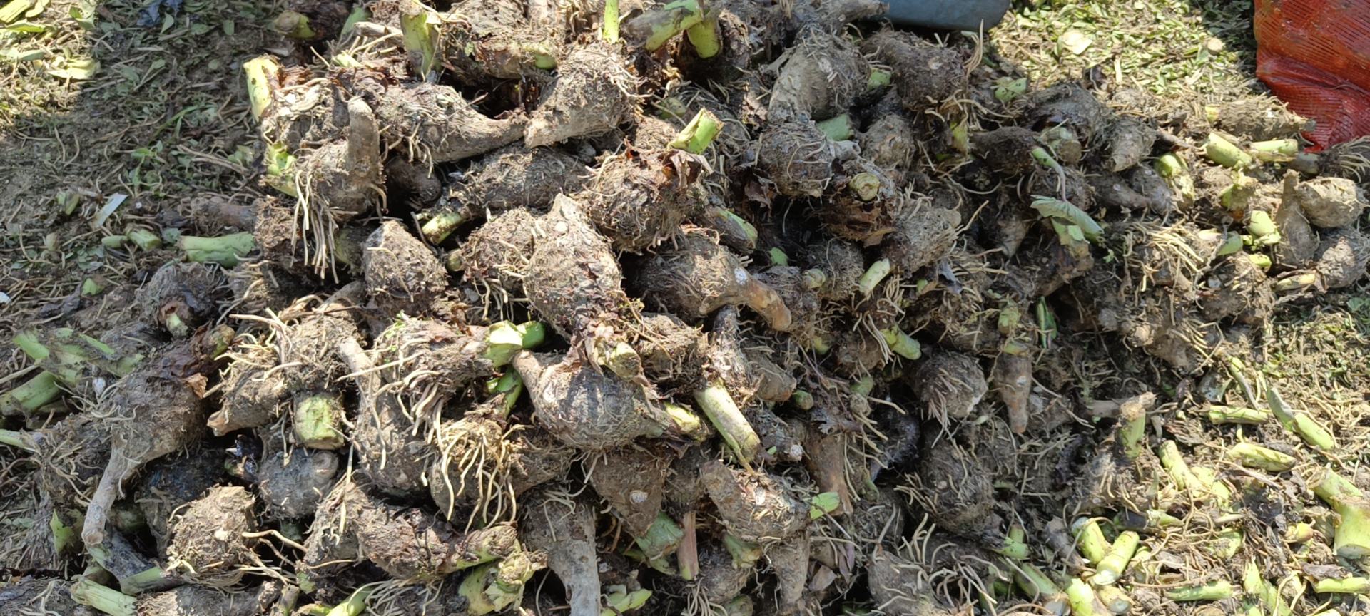 芋头种块处理现场,工人正在对种芋进行切块消毒处理 芋头种块处理