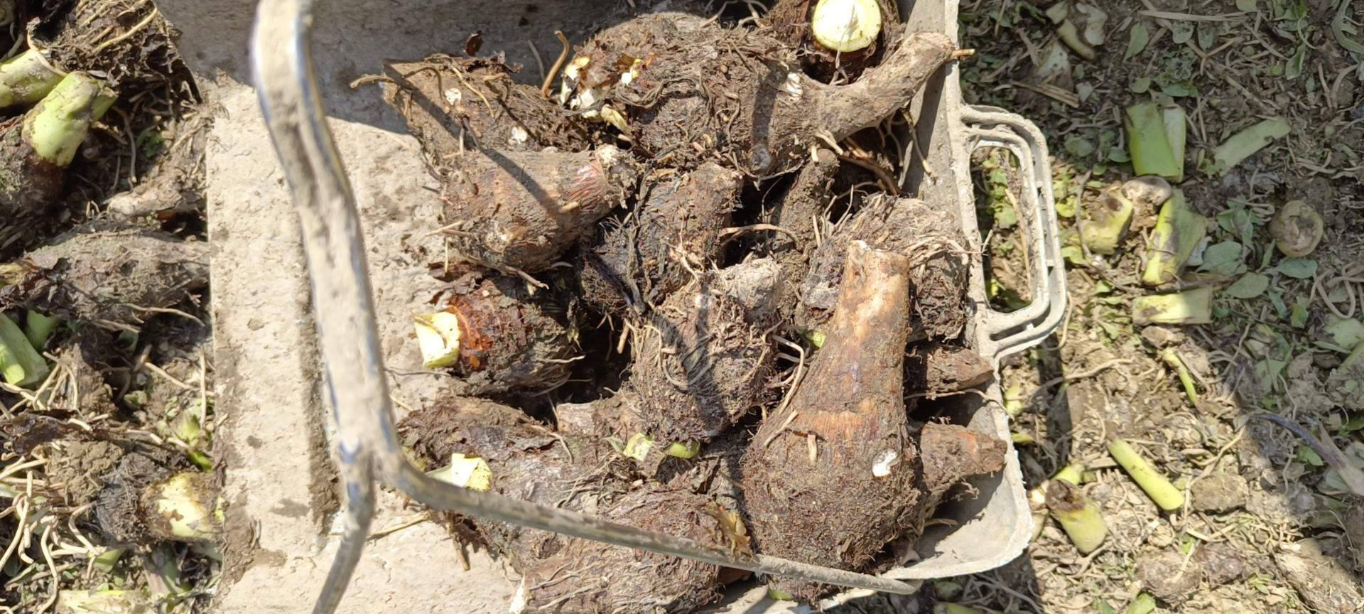 一张高清对比图,左侧为切开的槟榔芋,展示其典型的紫色肉质与放射状白色纹路;右侧为普通白芋,肉质洁白均匀,无明显纹理。背景为农田土壤环境,标注‘LaiPu Taro vs Common Taro’ 槟榔芋与普通芋头对比图