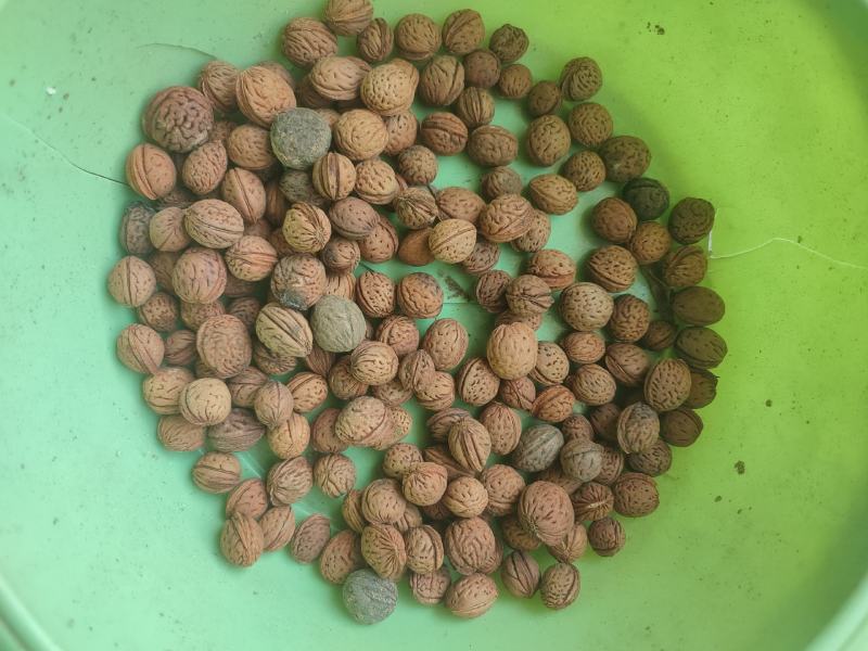 桃核野生小桃核新货产地直发质量保证山西产地