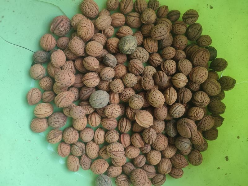 桃核野生小桃核新货产地直发质量保证山西产地