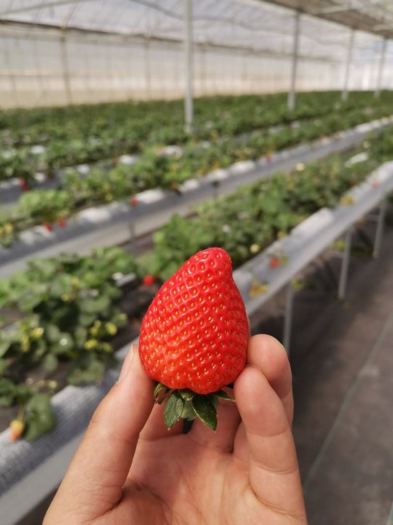 甜宝草莓苗黔莓一号草莓苗建德红草莓苗红玉草莓苗批发