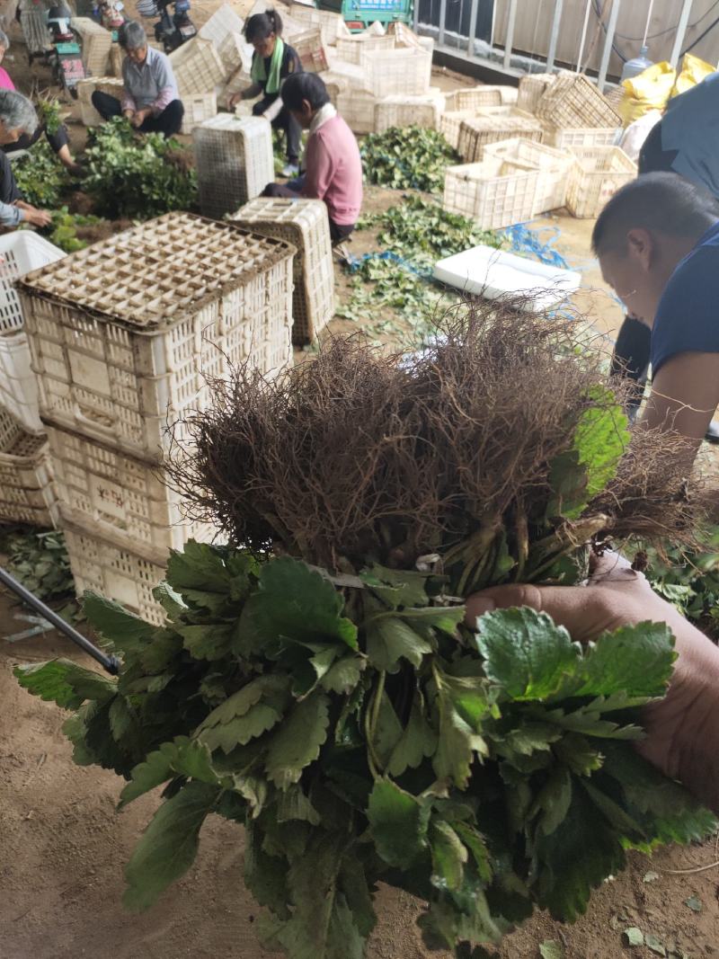 甜宝草莓苗黔莓一号草莓苗建德红草莓苗红玉草莓苗批发