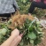 甜宝草莓苗黔莓一号草莓苗建德红草莓苗红玉草莓苗批发