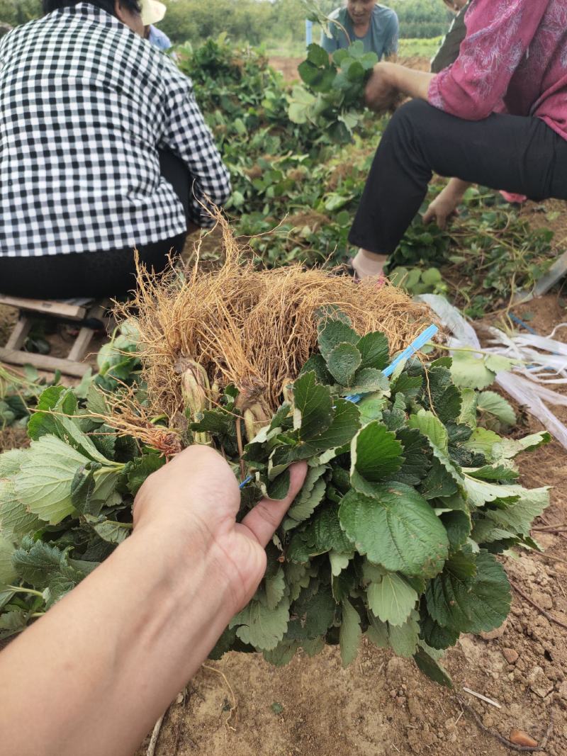 甜宝草莓苗黔莓一号草莓苗建德红草莓苗红玉草莓苗批发