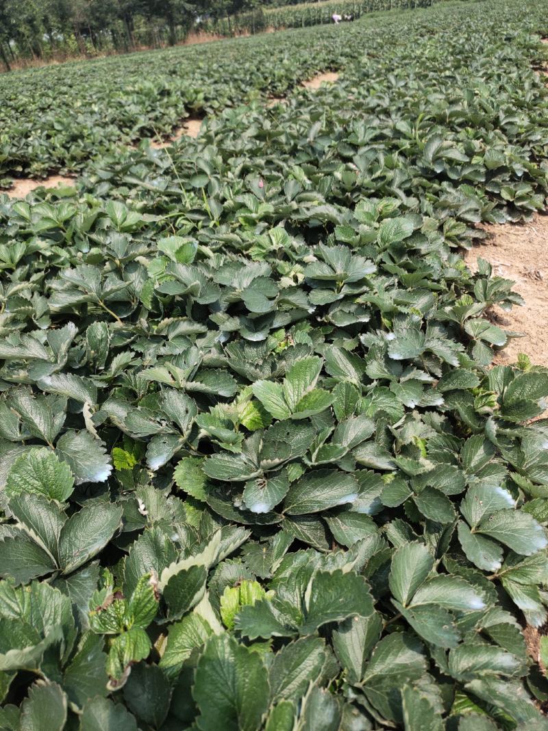 甜宝草莓苗黔莓一号草莓苗建德红草莓苗红玉草莓苗批发