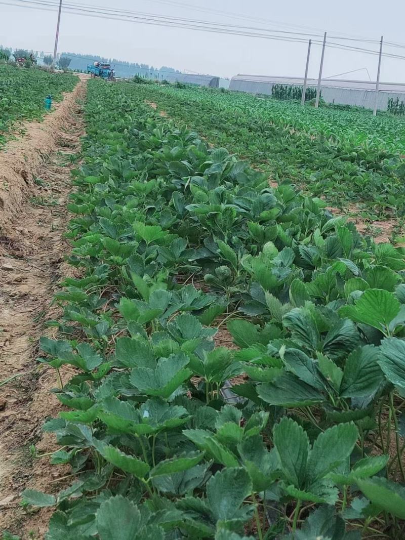 法兰地草莓苗天仙醉草莓苗甜查理草莓苗宁玉草莓苗培育