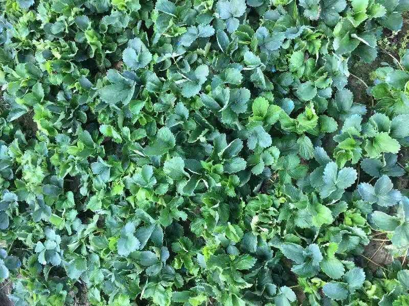法兰地草莓苗天仙醉草莓苗甜查理草莓苗宁玉草莓苗培育