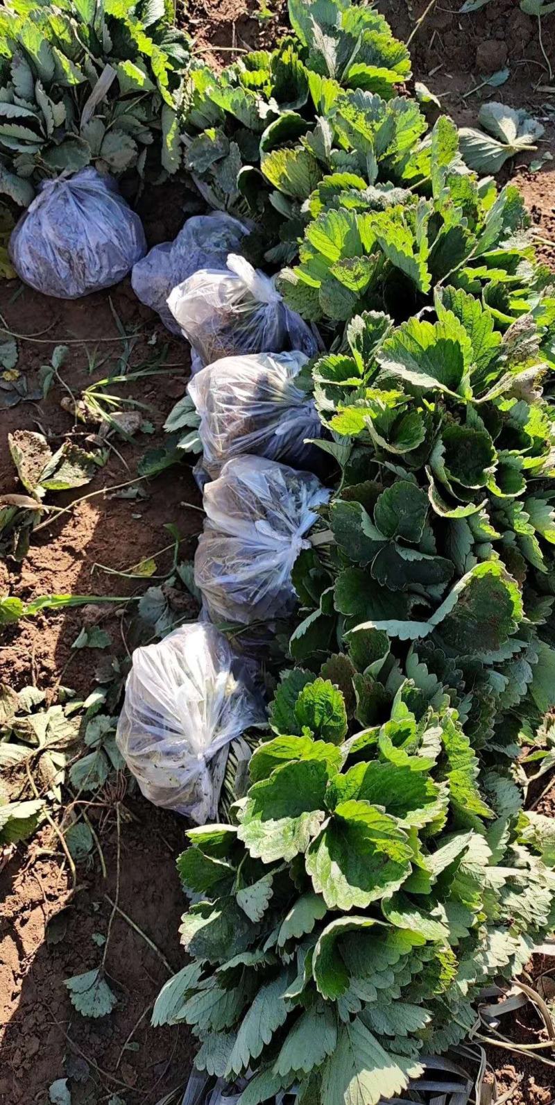 法兰地草莓苗天仙醉草莓苗甜查理草莓苗宁玉草莓苗培育
