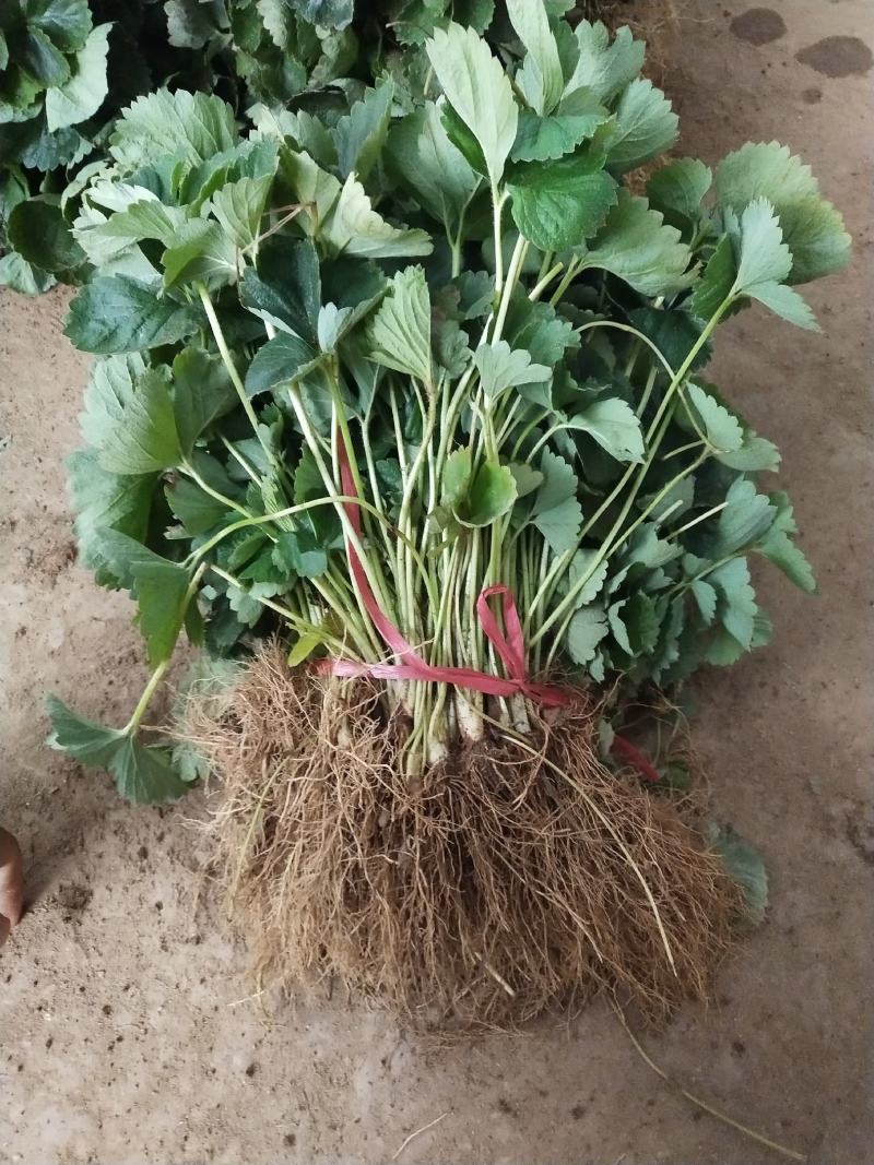 法兰地草莓苗天仙醉草莓苗甜查理草莓苗宁玉草莓苗培育