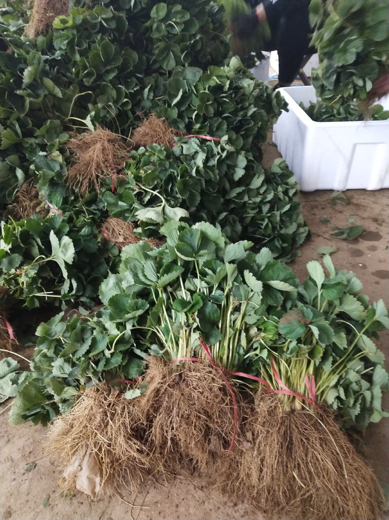 法兰地草莓苗天仙醉草莓苗甜查理草莓苗宁玉草莓苗培育