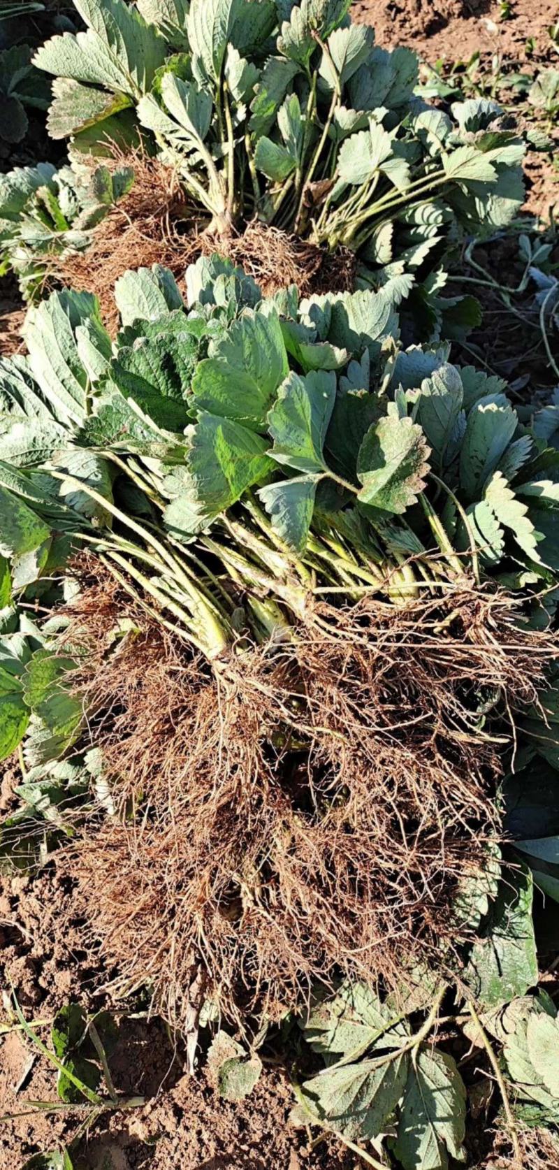 法兰地草莓苗天仙醉草莓苗甜查理草莓苗宁玉草莓苗培育
