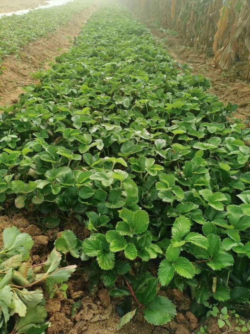 法兰地草莓苗天仙醉草莓苗甜查理草莓苗宁玉草莓苗培育