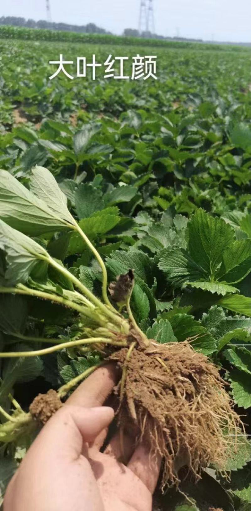粉玉草莓苗粉玉1号粉玉2号脱毒一代苗脱毒二代苗