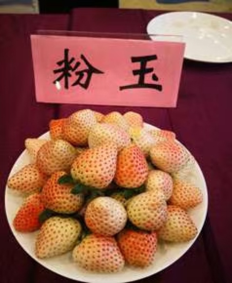 粉玉草莓苗粉玉1号粉玉2号脱毒一代苗脱毒二代苗