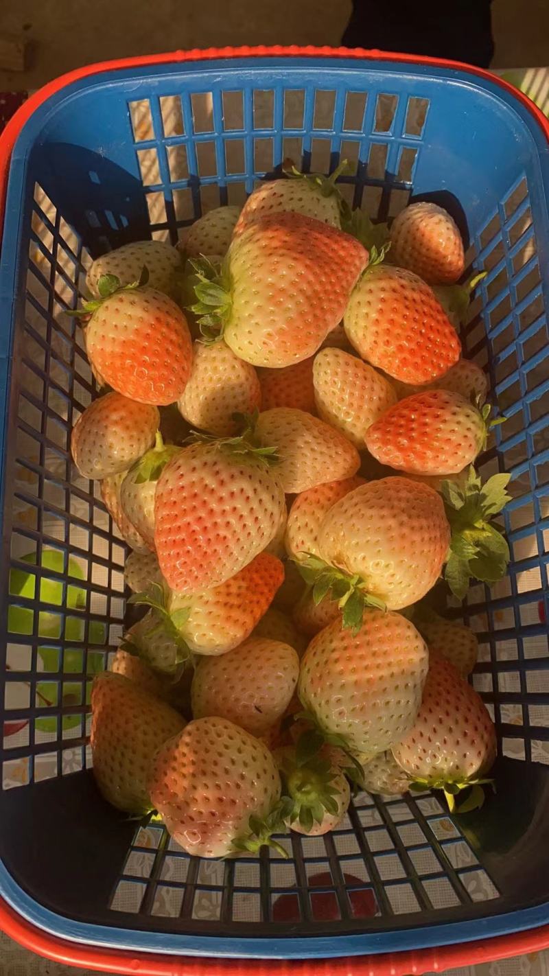粉玉草莓苗粉玉1号粉玉2号脱毒一代苗脱毒二代苗