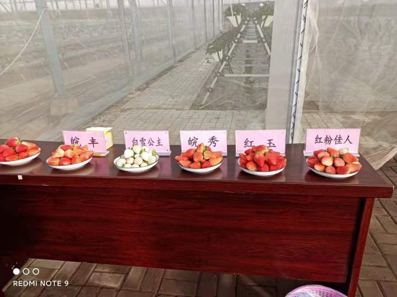 粉玉草莓苗粉玉1号粉玉2号脱毒一代苗脱毒二代苗