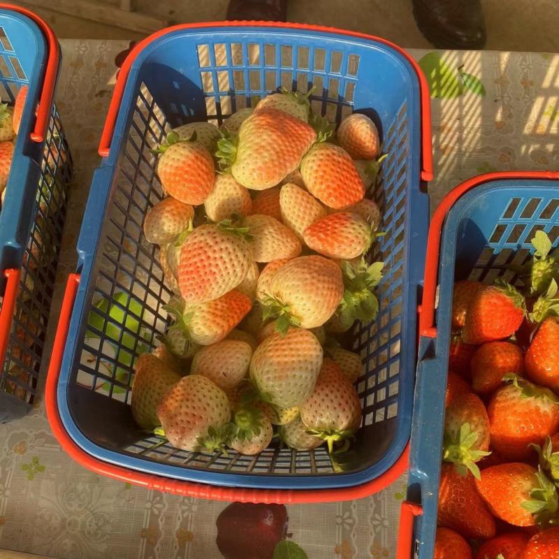 粉玉草莓苗粉玉1号粉玉2号脱毒一代苗脱毒二代苗